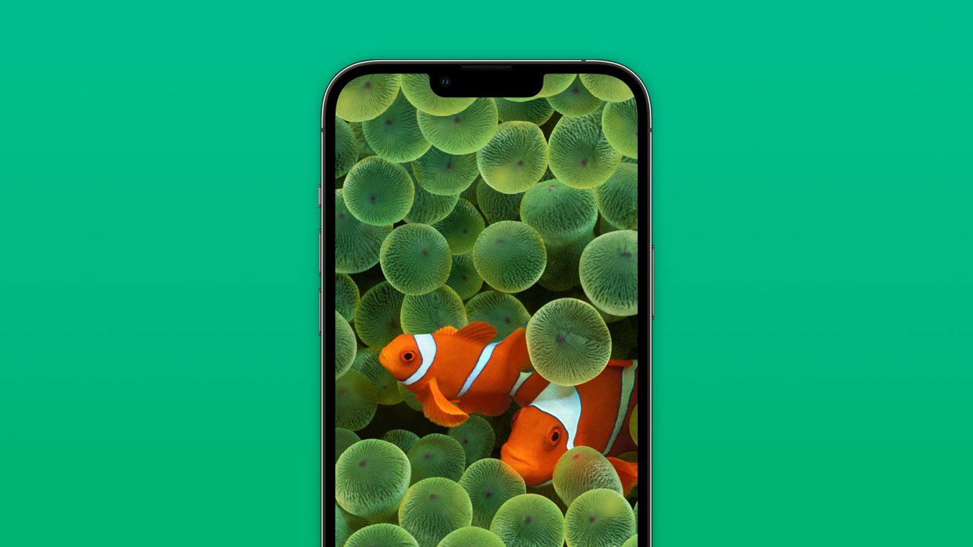 iphone clown fish background ios 16