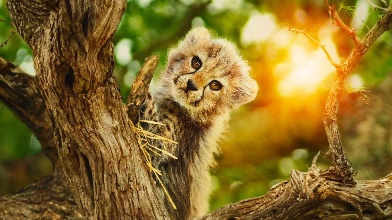 La série documentaire « Born to be Wild » est disponible sur Apple TV