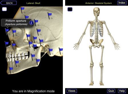 the-skeletal-system-pro-with-ligaments