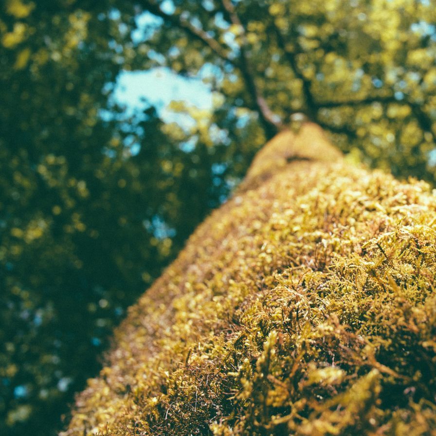 fond ecran ios 7 iphone ipad nature 1 ipad fond ecran ios 7 iphone ipad nature 1 ipad