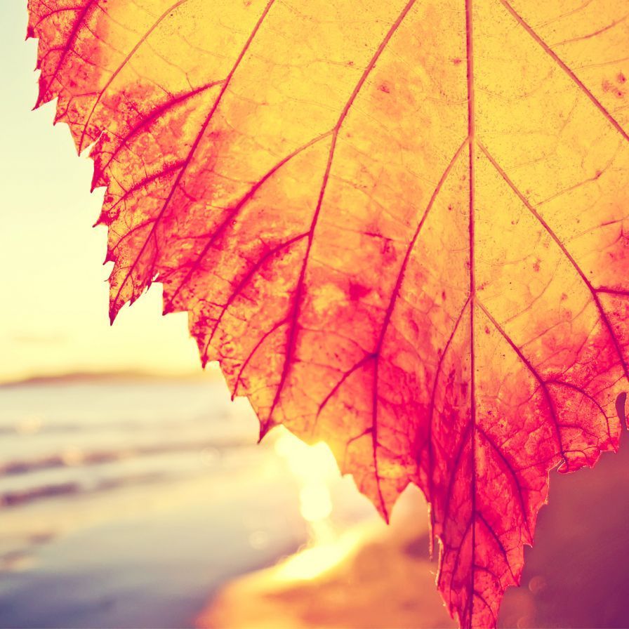 fond ecran ios 7 iphone ipad nature 2 ipad fond ecran ios 7 iphone ipad nature 2 ipad