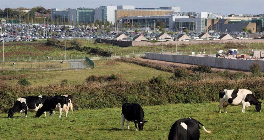 cork apple cork apple