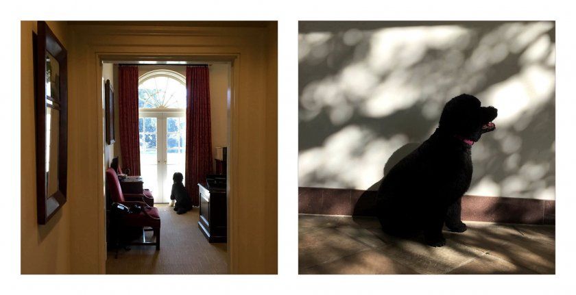 iphone obama iphone obama