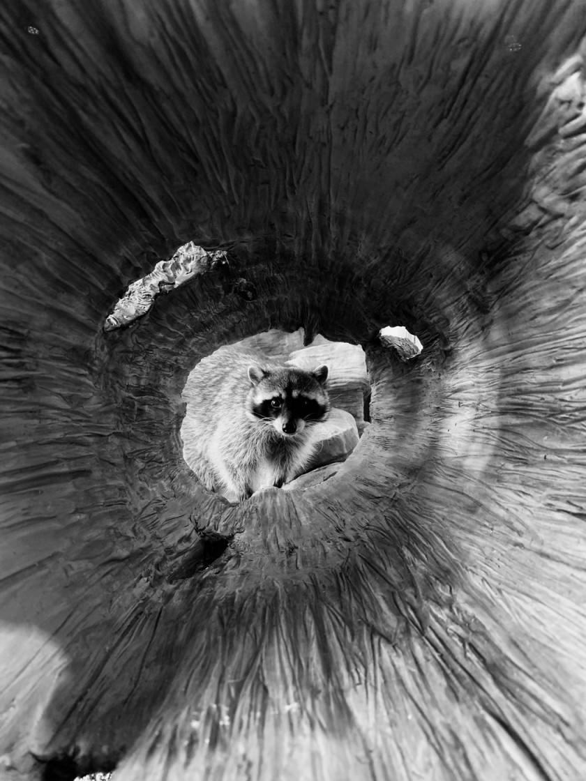 apple shot on iphone challenge winners blake marvin apple shot on iphone challenge winners blake marvin