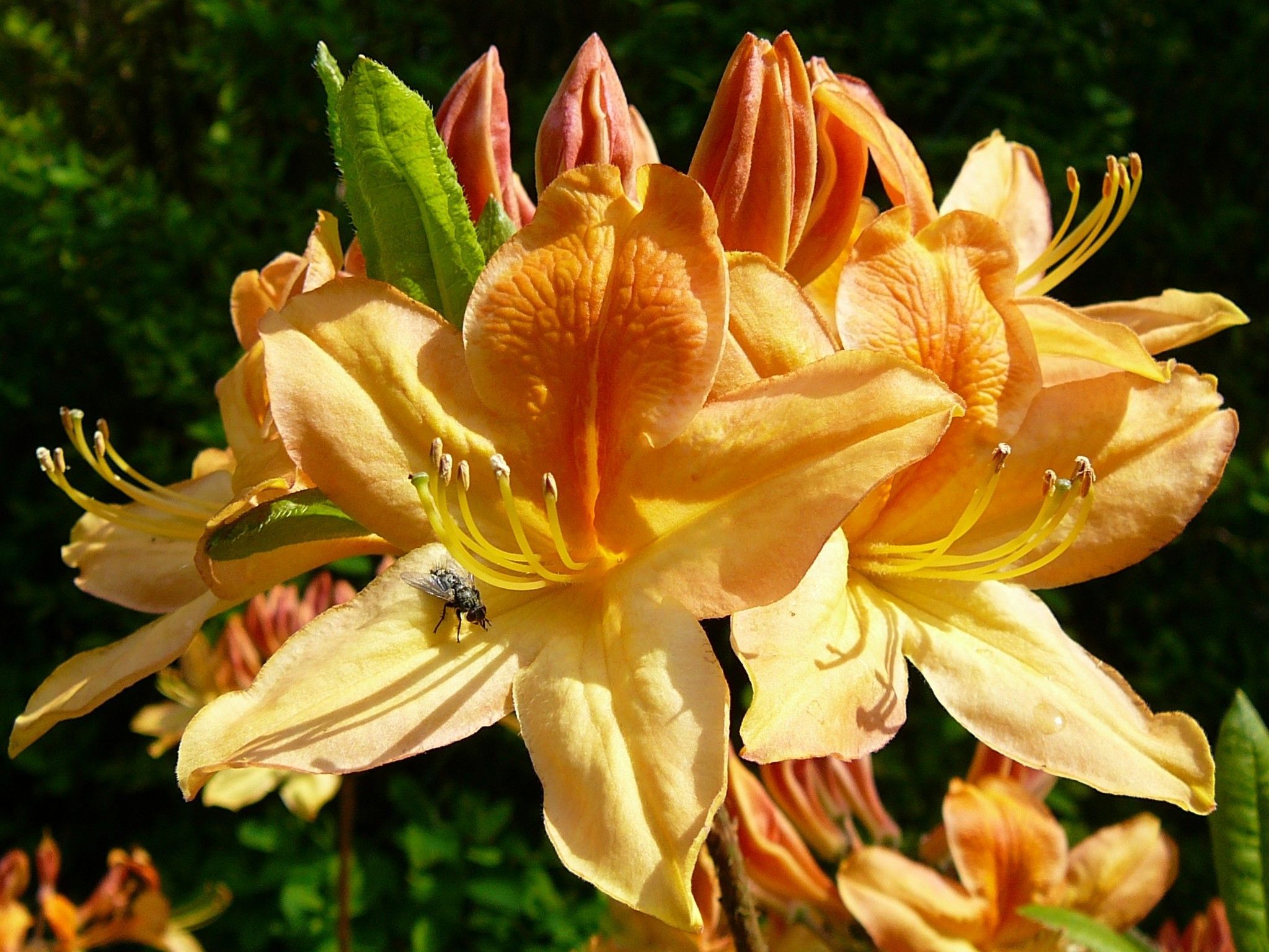 wallpapers2 wallpapers2