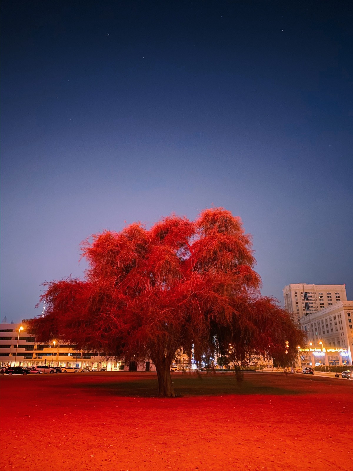 apple shotoniphone mode nuit 2020 gagnants photos 2 apple shotoniphone mode nuit 2020 gagnants photos 2