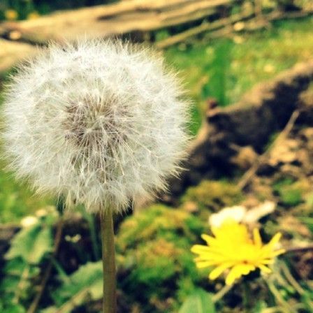 photo_final_focustwist