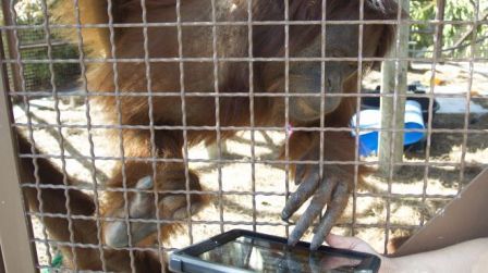 orangutansipads orangutansipads