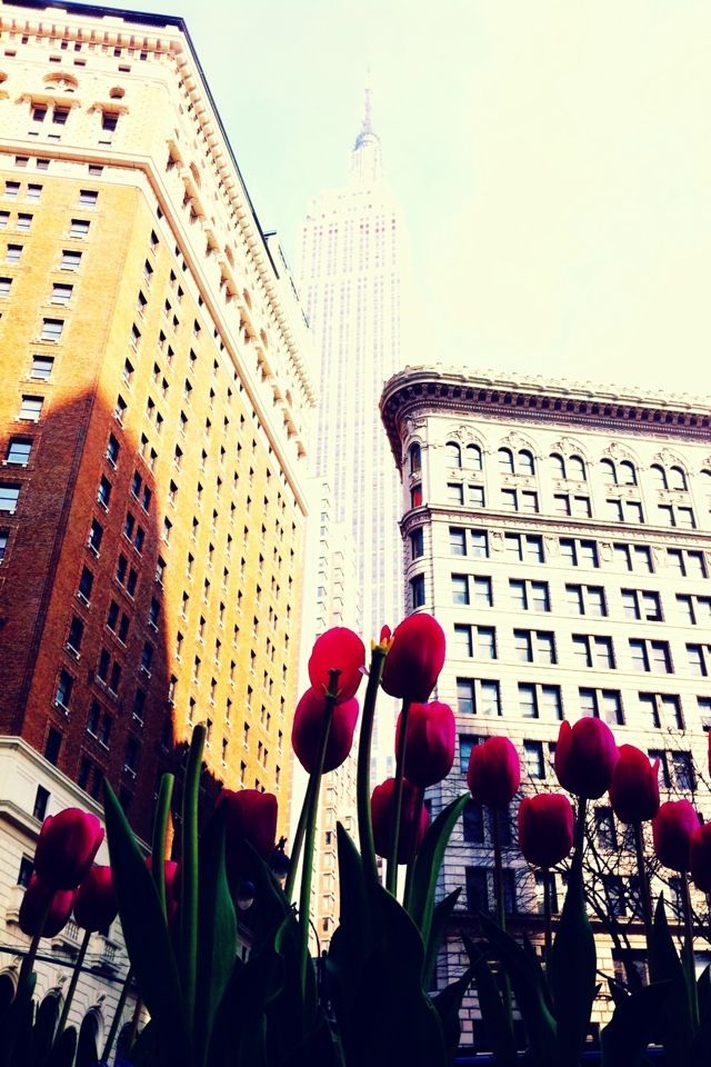 wallpaper wallpaper
