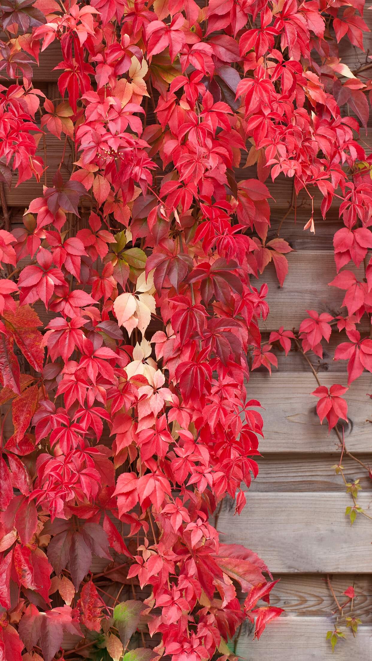 ios10-home-application-wallpaper-01-iphone-kiwimanjaro.jpg ios10-home-application-wallpaper-01-iphone-kiwimanjaro.jpg