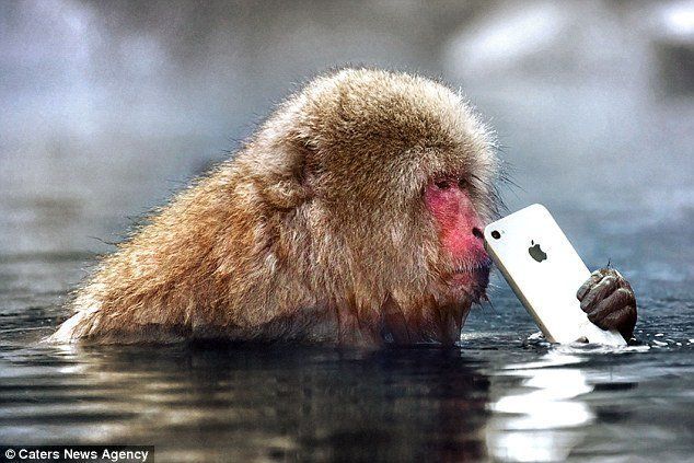 iphone-singe.jpg iphone-singe.jpg