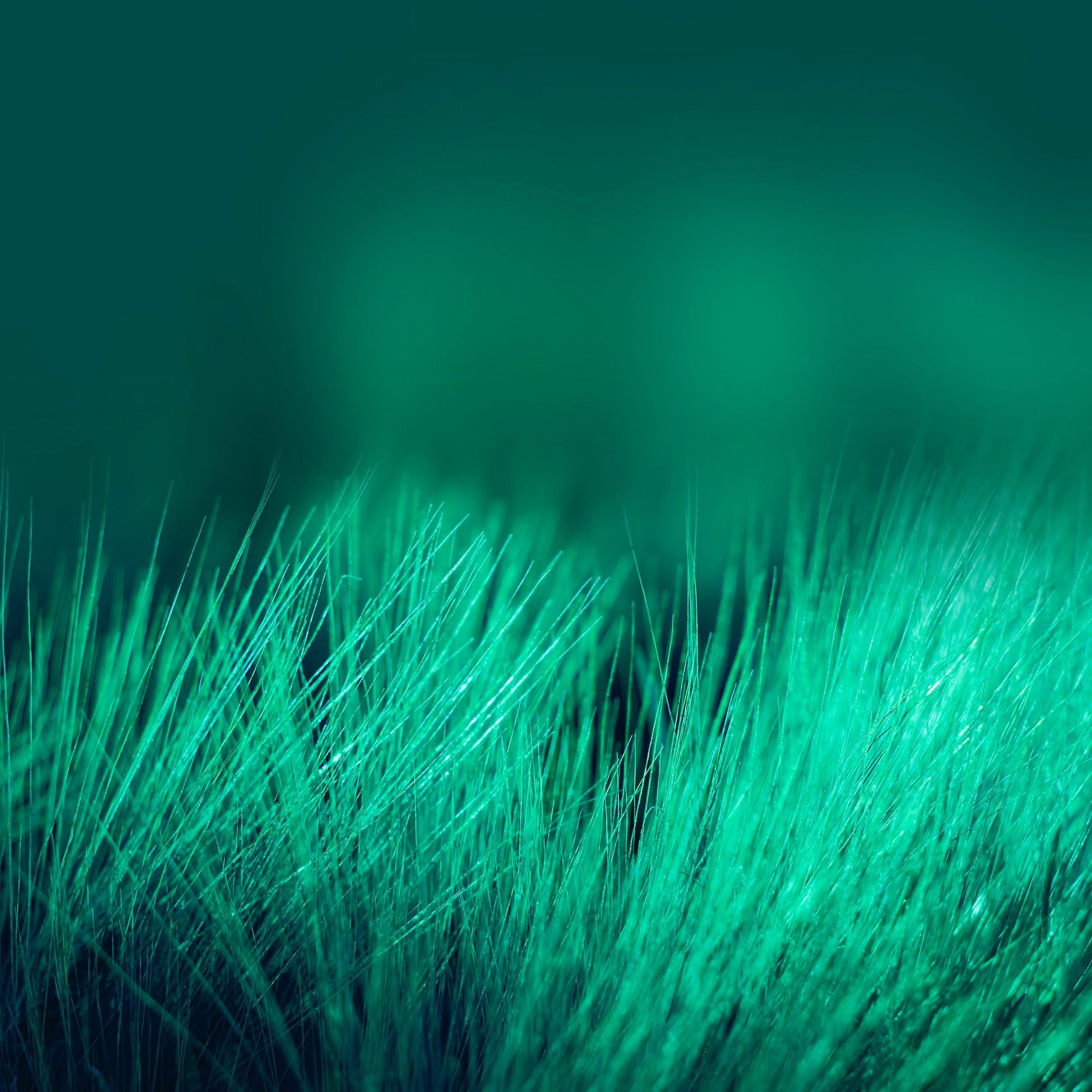 wallpaper iphone ipad poils verts wallpaper iphone ipad poils verts