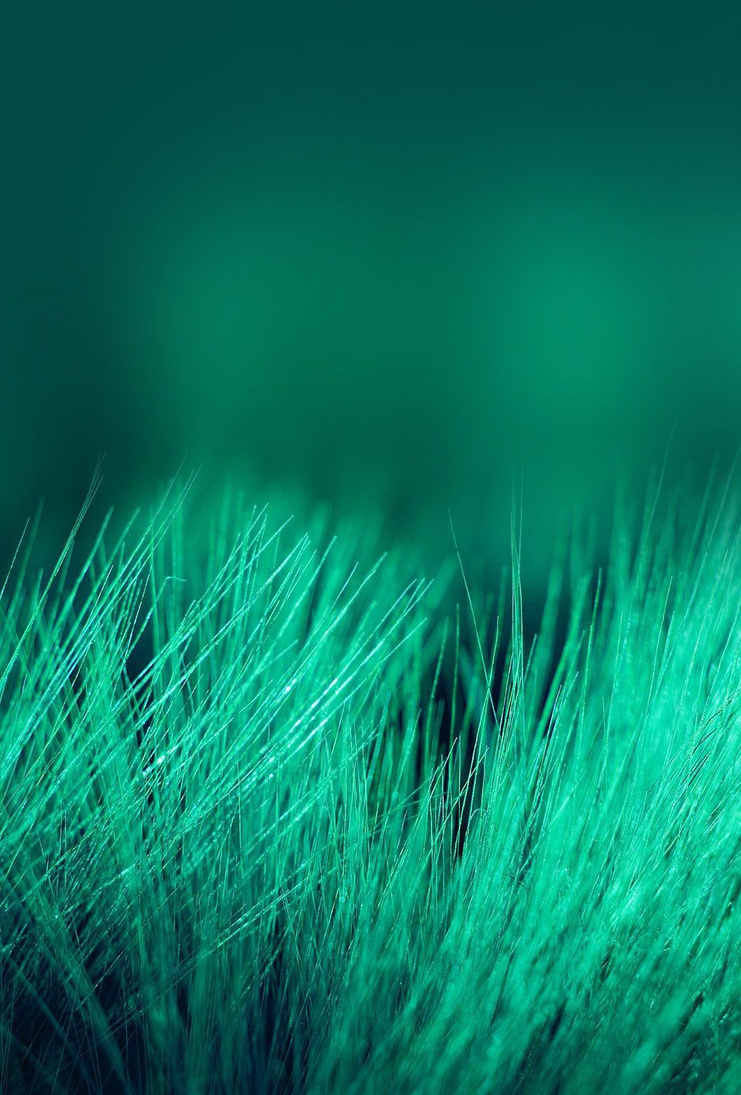 wallpaper iphone ipad poils verts wallpaper iphone ipad poils verts