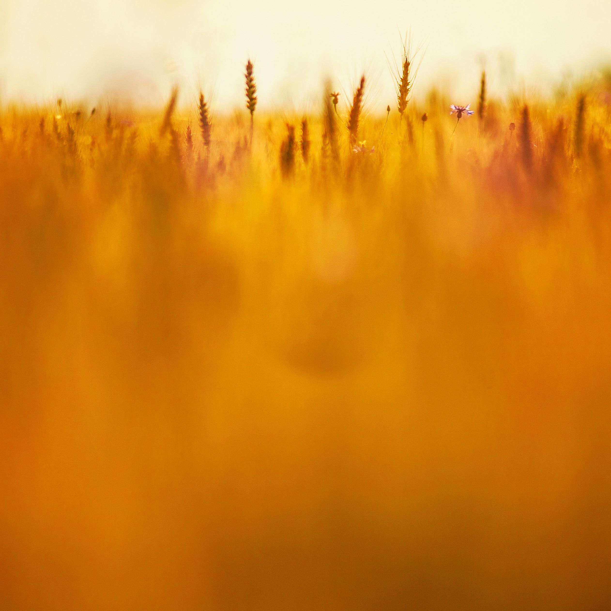 wallpaper texture pattern collection ipad wallpaper texture pattern collection ipad