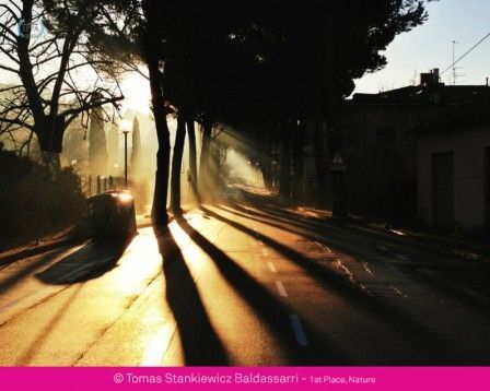 iphone photography award arbre