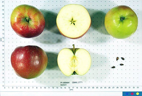 baldwin.jpg baldwin.jpg