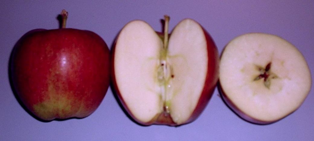 braeburn.jpg braeburn.jpg