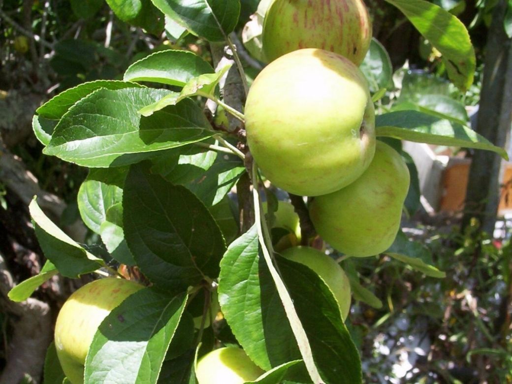 gravenstein.jpg gravenstein.jpg