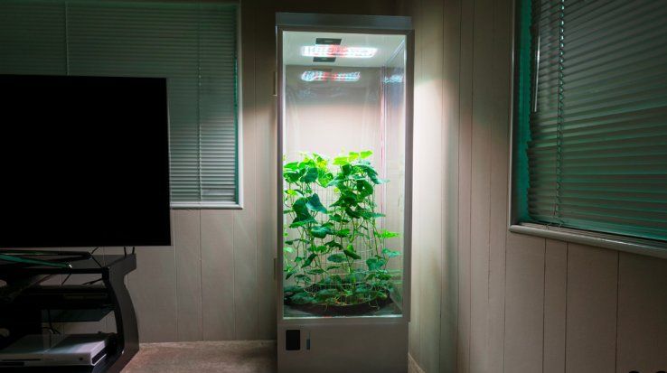 grow-box-apple.jpg grow-box-apple.jpg