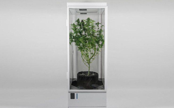 grow-box-weed.jpg grow-box-weed.jpg