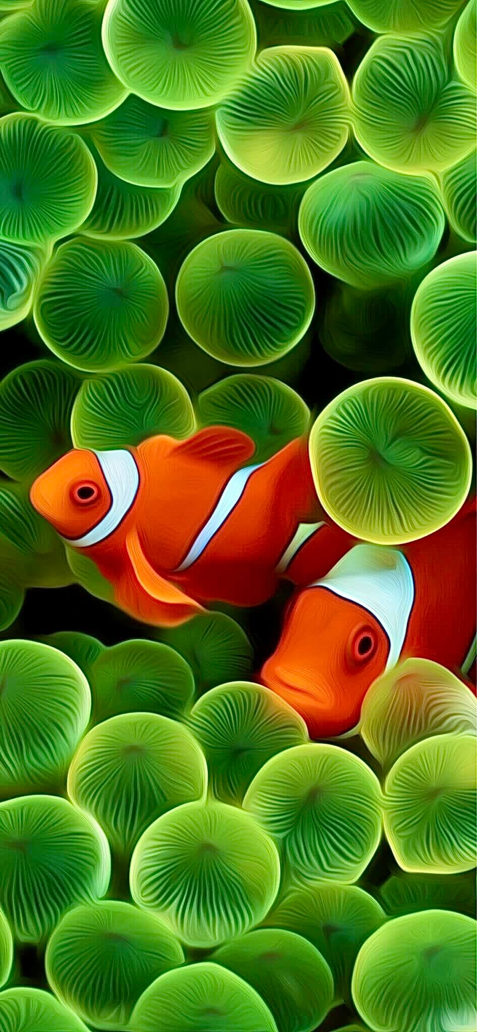 fond ecran iphone edge clown fish poisson retina hd iphone x fond ecran iphone edge clown fish poisson retina hd iphone x