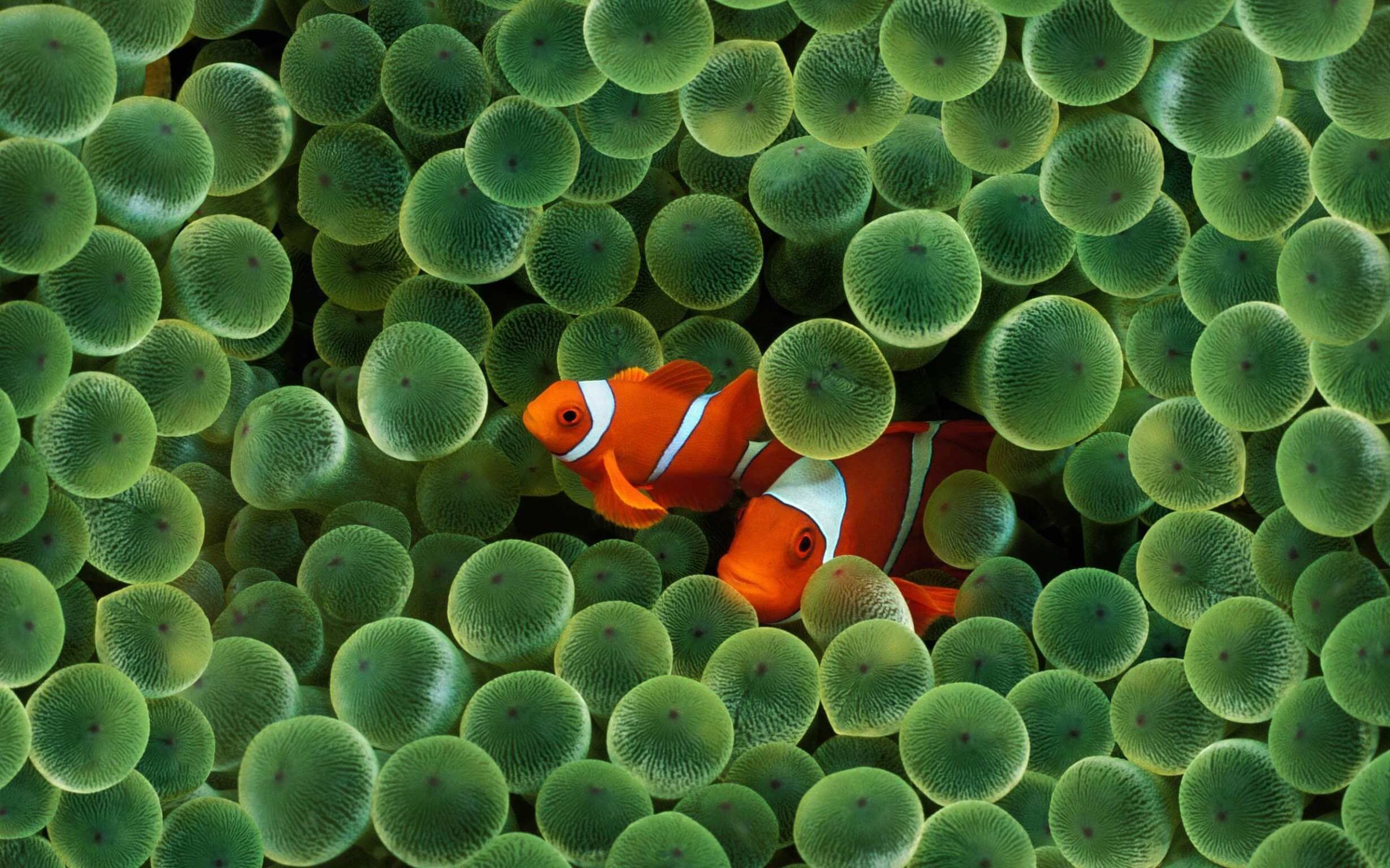 fond ecran wallpaper macos 10.5 leopard clown fish fond ecran wallpaper macos 10.5 leopard clown fish