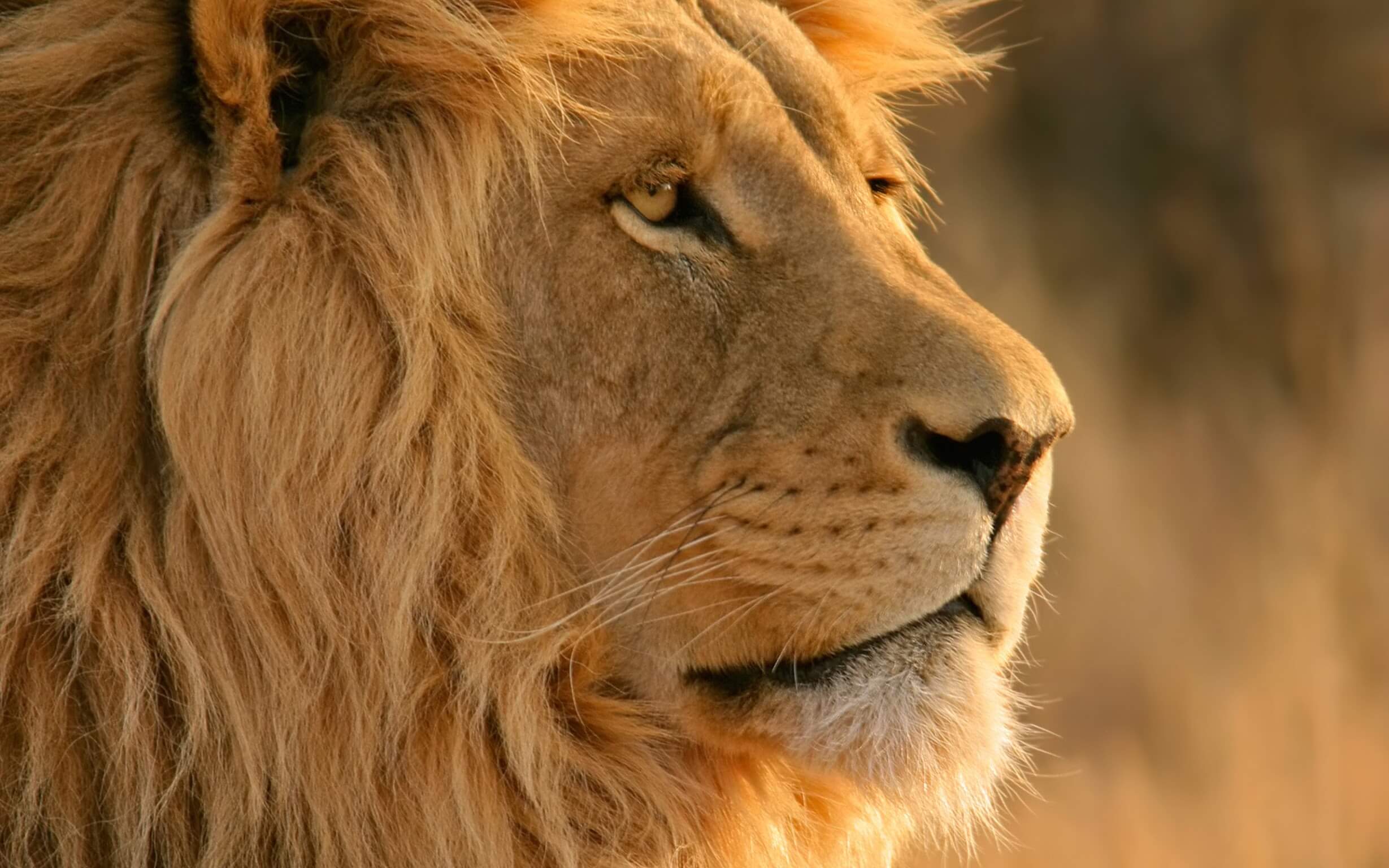 fond ecran wallpaper macos 10.7 lion fond ecran wallpaper macos 10.7 lion
