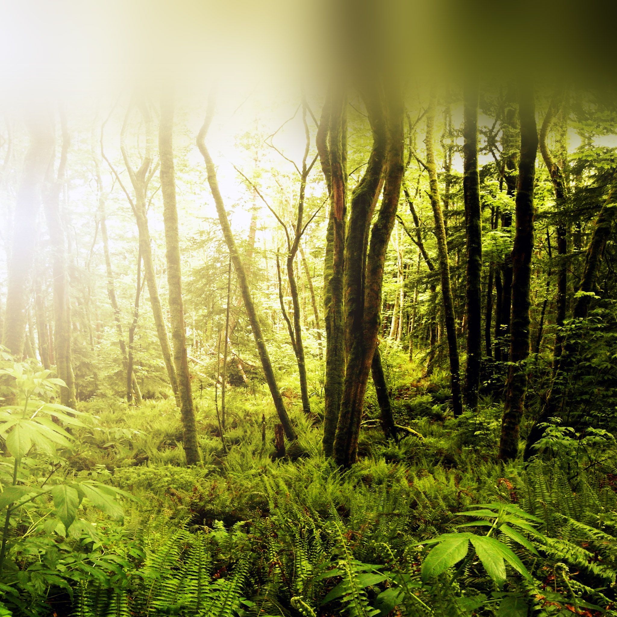 foret ipad foret ipad