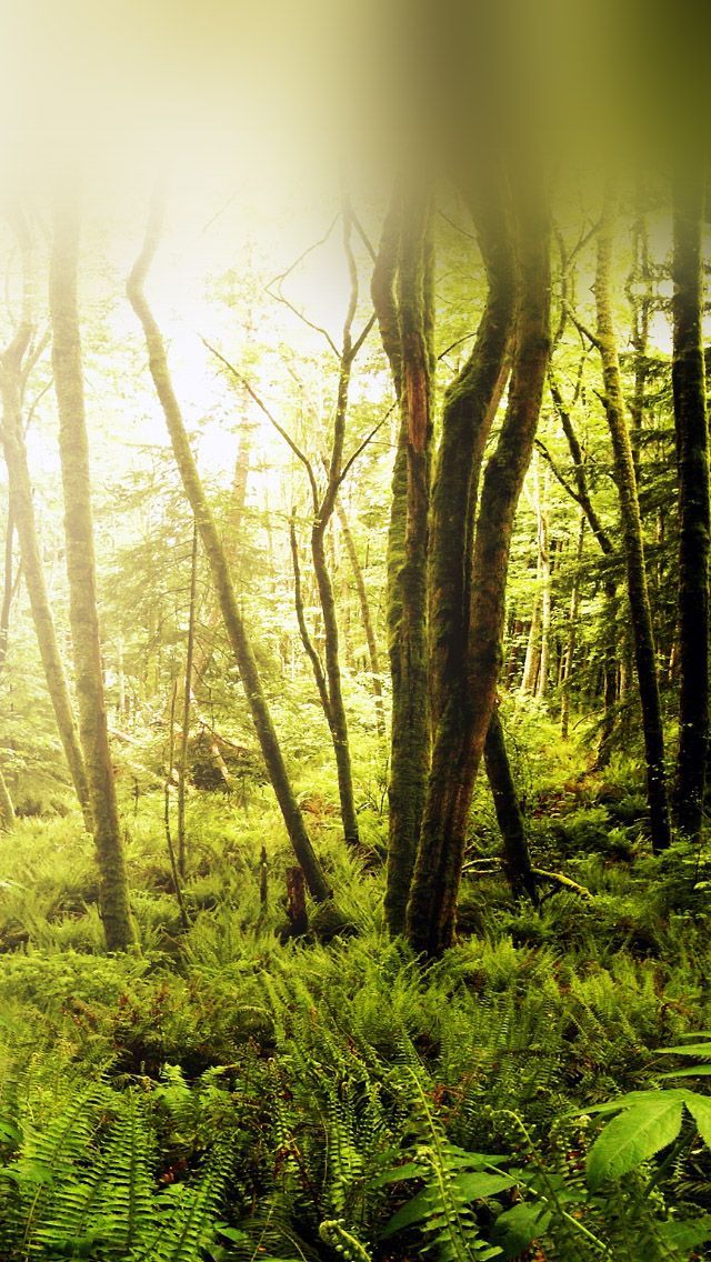 3 Wallpapers De Forets Pour Iphone Ipod Et Ipad Iphone Soft