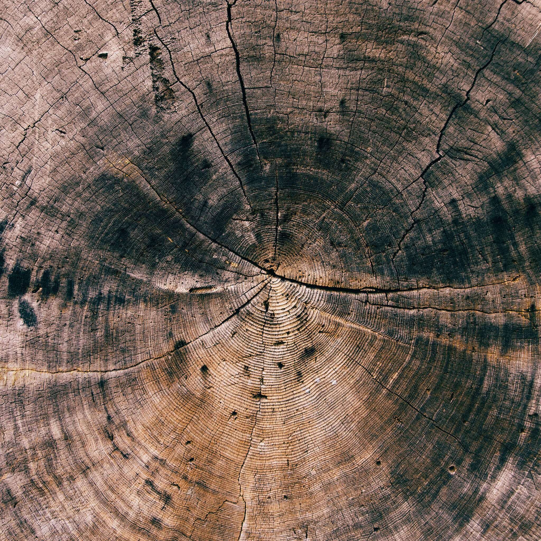 ipad 7 wallpaper tronc arbre coupe ipad 7 wallpaper tronc arbre coupe