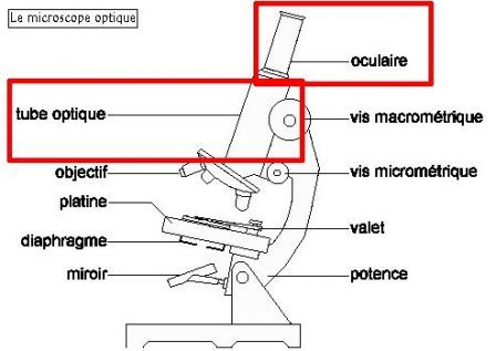 microscope-tube-optique-oculaire