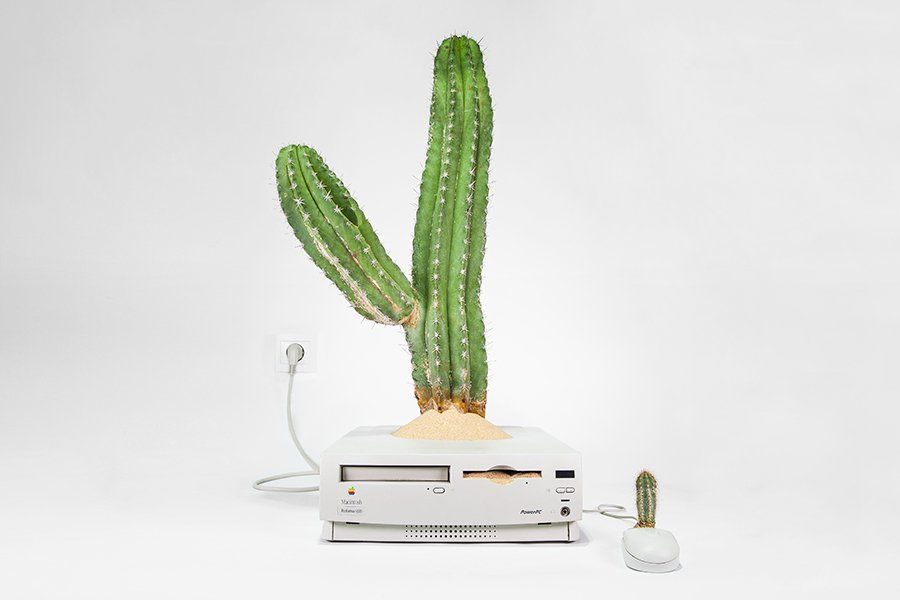 cactus mac cactus mac