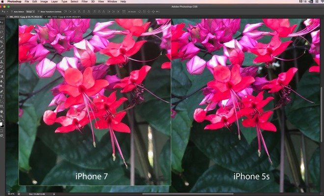 iphone sept bug photo