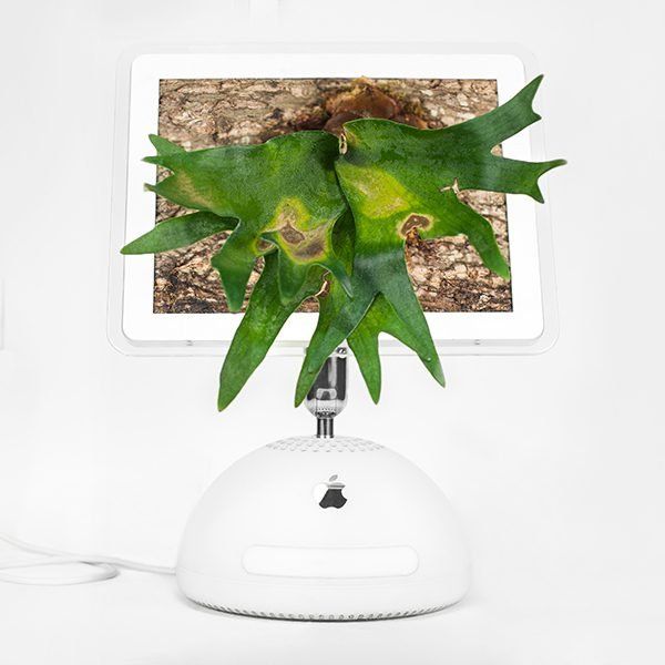 plante macintosh plante macintosh