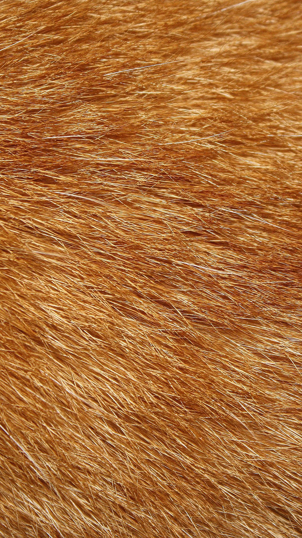 wallpaper hd retina chats chiens apple iphone wallpaper hd retina chats chiens apple iphone