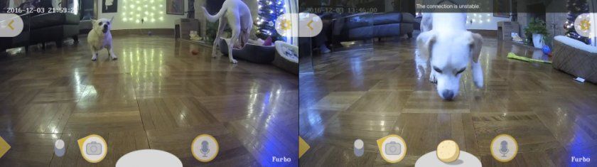 furbo chien furbo chien