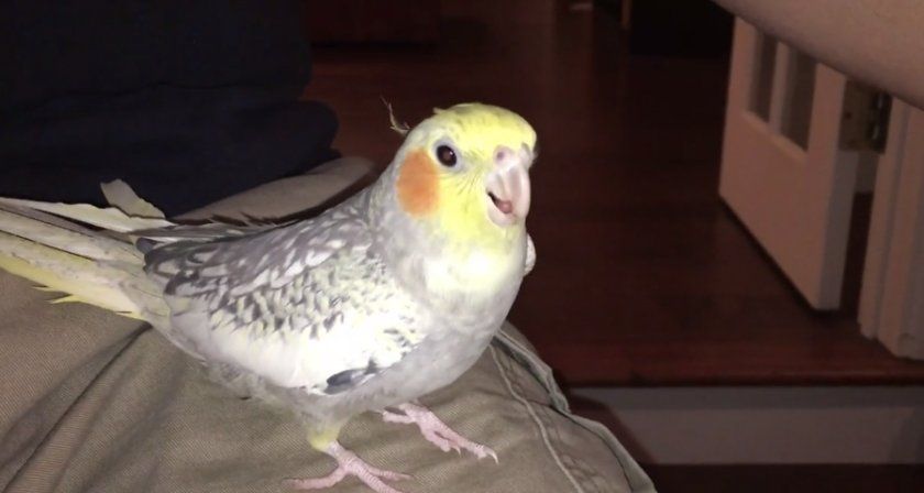 perruche iphone perruche iphone