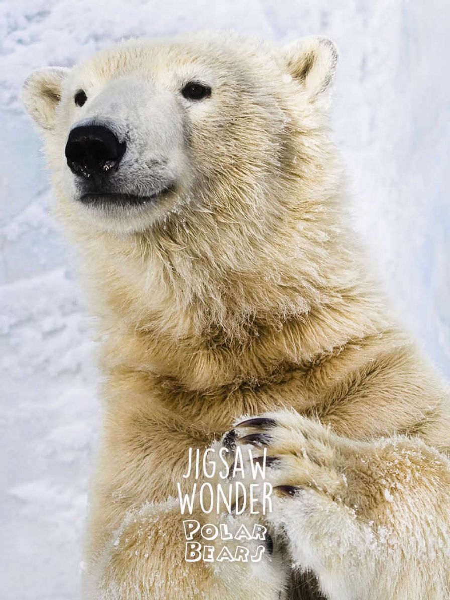 puzzle-de-joie-ours-polaire-po ipa