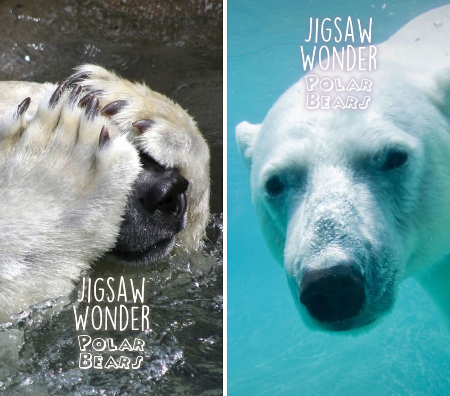 puzzle-de-joie-ours-polaire-po ipa puzzle-de-joie-ours-polaire-po ipa