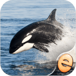 puzzles-orca-pour-les-enfants- ipa ipad iphone puzzles-orca-pour-les-enfants- ipa ipad iphone