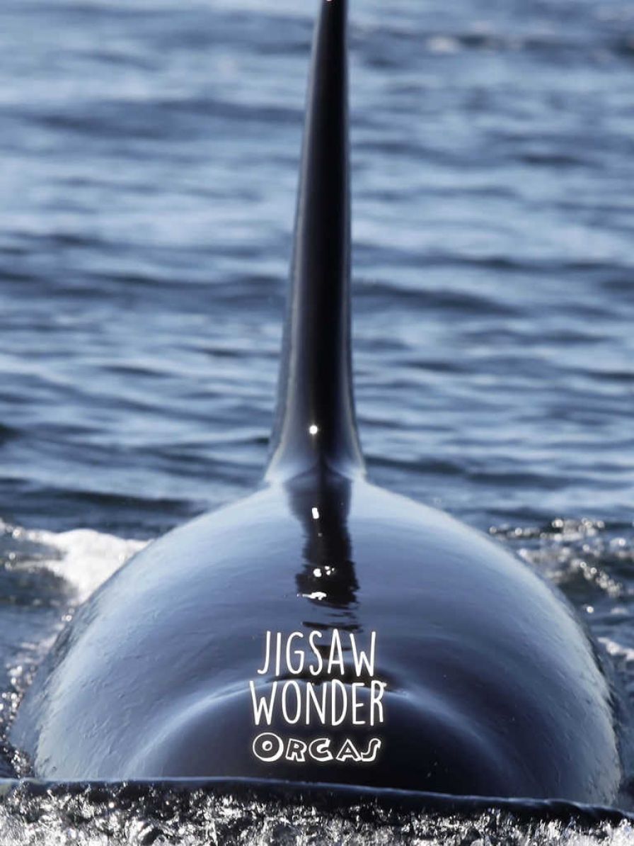 puzzles-orca-pour-les-enfants- ipa puzzles-orca-pour-les-enfants- ipa