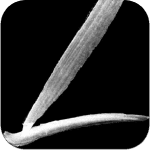 logobrush ipa ipad iphone logobrush ipa ipad iphone