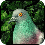 pigeon a love story icone jeu ipa iphone ipad