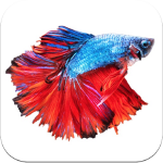 betta fish icone jeu ipa iphone ipad