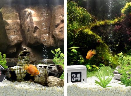 iquarium-1 iquarium-1