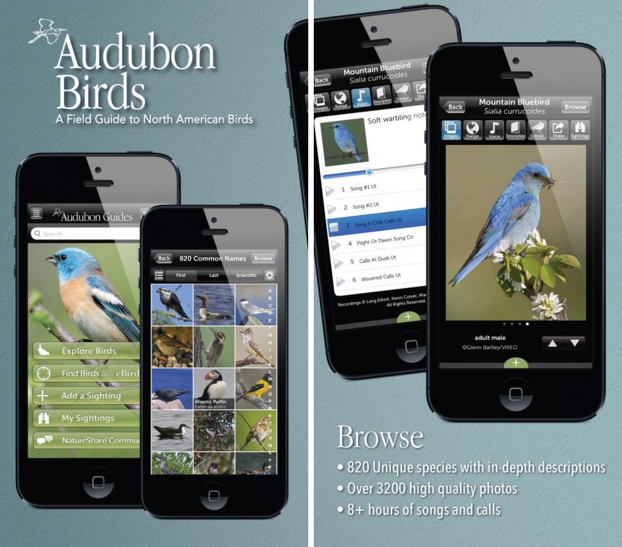 audubon-bird-guide-north-ameri ipa audubon-bird-guide-north-ameri ipa