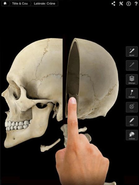 skeleton-system skeleton-system