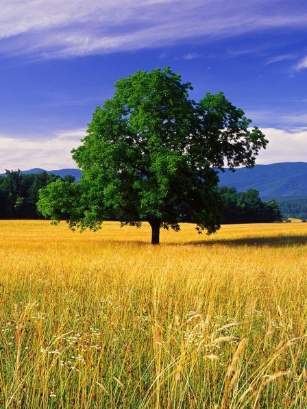 200-nature-wallpapers-hd-for-ipad-ipad