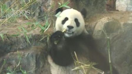 pocket-zoo-e-wi pocket-zoo-e-wi