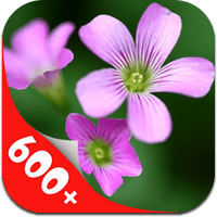 600-wallpaper-1 600-wallpaper-1